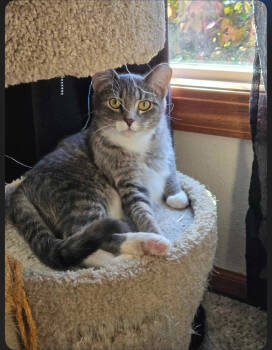 Rescue Domestic Short Hair Cats for Adoption in Metamora, Illinois - Stripes | PetCurious