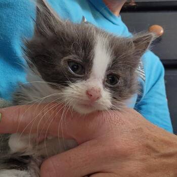 Baja -  Domestic Long Hair Cat for Adoption in Talent, Oregon - Baja | PetCurious