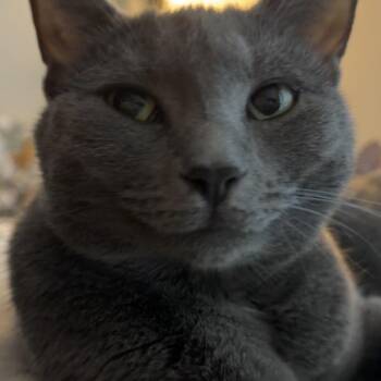lucy (lulu) -  Russian Blue Cat for Adoption in North Myrtle Beach, South Carolina - Lucy (lulu) | PetCurious