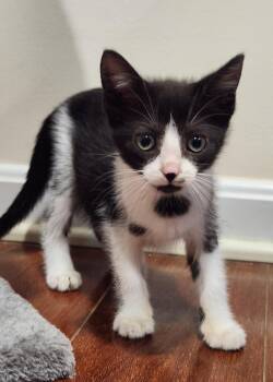 Othello (bonded to Ophelia) -  Domestic Short Hair Cat for Adoption in Columbia, Maryland - Othello (bonded To Ophelia) | PetCurious