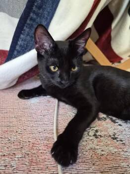 Salem -  Domestic Short Hair Cat for Adoption in Burnaby, British Columbia - Salem | PetCurious