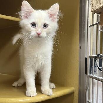 Shoat 54649 -  Domestic Medium Hair Cat for Adoption in Las Vegas, Nevada - Shoat 54649 | PetCurious