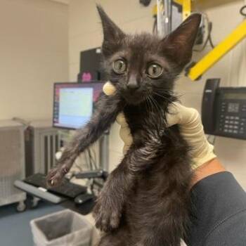 Rayon -  Domestic Short Hair Cat for Adoption in West Palm Beach, Florida - Rayon | PetCurious