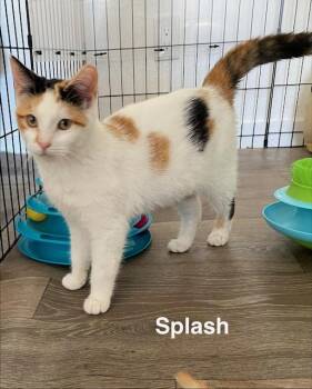 Calico Cats Available for Adoption - Splash | PetCurious