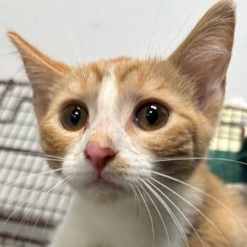 Blythe -  Domestic Short Hair Cat for Adoption in Des Moines, Iowa - Blythe | PetCurious