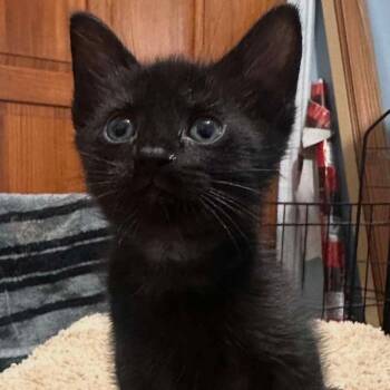Domestic Short Hair Cats Available for Adoption in Eagle Mountain, Utah - Linguine Gills | PetCurious