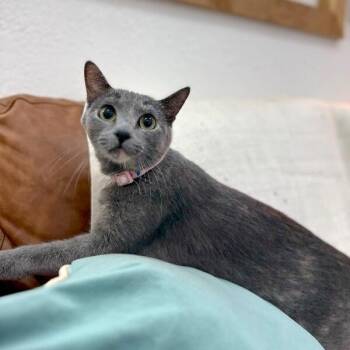 Dilute Tortoiseshell and Domestic Short Hair Cats Available for Adoption - Moon River | PetCurious