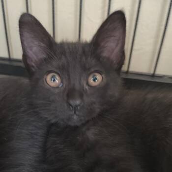 Kappa -  Domestic Medium Hair Cat for Adoption in Long Beach, California - Kappa | PetCurious