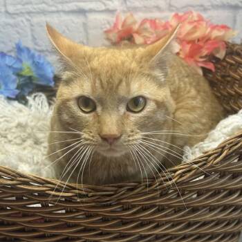 Domestic Short Hair Cats Available for Adoption in Harrisonburg, Virginia - Garth | PetCurious