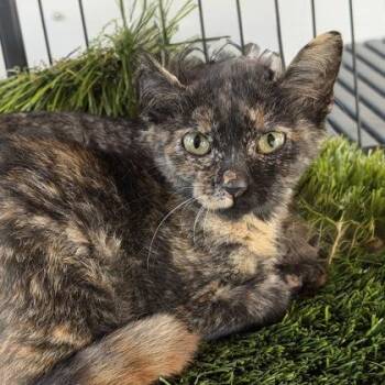 Sweet Pea -  Domestic Short Hair Cat for Adoption in Atlanta, Georgia - Sweet Pea | PetCurious
