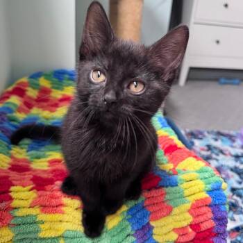 Wednesday -  Domestic Short Hair Cat Available for Adoption in Puslinch, Ontario - Wednesday | PetCurious