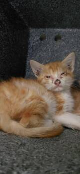S-1819-25 -  Domestic Short Hair Cat for Adoption in Henderson, North Carolina - S-1819-25 | PetCurious