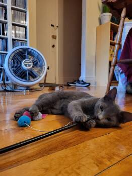 Douillette -  Domestic Short Hair Cat for Adoption in Montreal, Quebec - Douillette | PetCurious