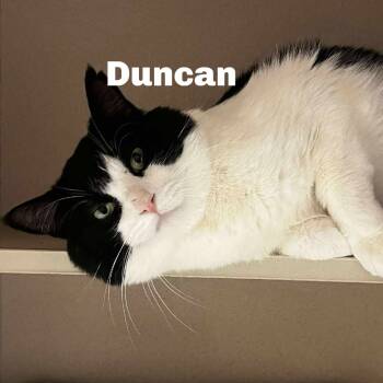 Rescue Domestic Short Hair Cats for Adoption in Gladstone, Michigan - Duncan 250752 | PetCurious
