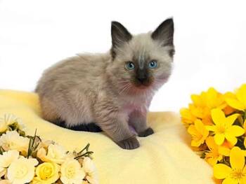 LEMON -  Domestic Medium Hair Cat for Adoption in Graham, Washington - LEMON | PetCurious