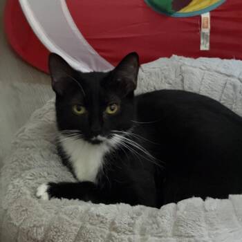 Jasmine -  Domestic Short Hair Cat for Adoption in Tustin, California - Jasmine | PetCurious