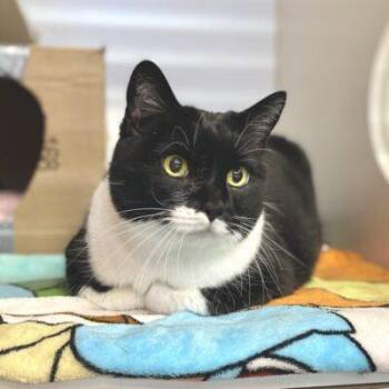 Domestic Short Hair Cats Available for Adoption in Truckee, California - Charlotte | PetCurious