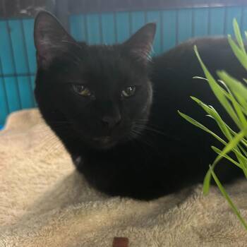 Domestic Short Hair Cats Available for Adoption in Davenport, Iowa - Bonkers Cat Surprise Egg | PetCurious