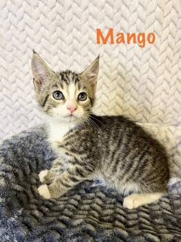 Domestic Short Hair Cats Available for Adoption in Boerne, Texas - Mango | PetCurious
