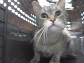 BLUE -  Domestic Short Hair Cat for Adoption in Omaha, Nebraska - BLUE | PetCurious