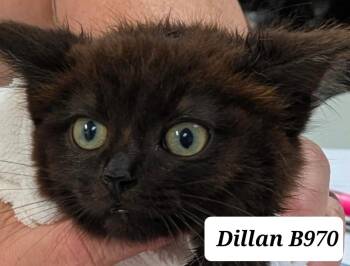 Dillan -  Domestic Medium Hair Cat for Adoption in Morganton, North Carolina - Dillan | PetCurious