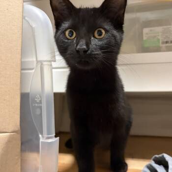 Briar -  Domestic Short Hair Cat for Adoption in Ottawa, Ontario - Briar | PetCurious