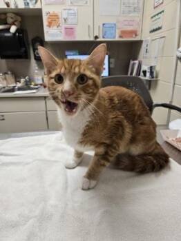 Peanut Butter Muffin Man -  Domestic Short Hair Cat for Adoption in Westland, Michigan - Peanut Butter Muffin Man | PetCurious