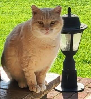 Rescue Domestic Short Hair Cats for Adoption in Windsor, Connecticut - Golden Boy | PetCurious