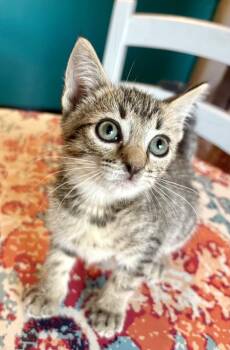 Serena -  Domestic Short Hair Cat for Adoption in Green Valley, Arizona - Serena | PetCurious