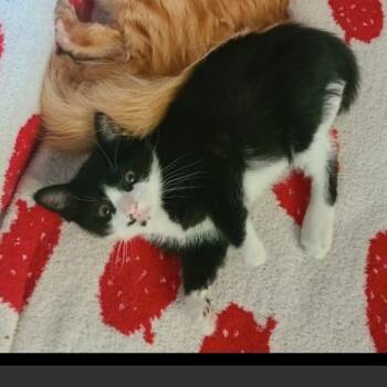Ray Ray -  Domestic Short Hair Cat for Adoption in Oceanside, California - Ray Ray | PetCurious