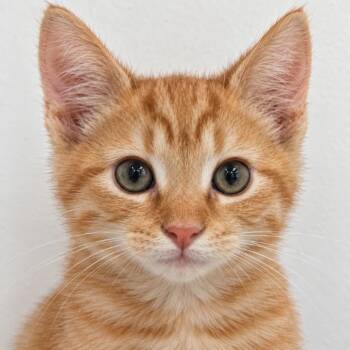 Meowric -  Domestic Short Hair Cat for Adoption in Austin, Texas - Meowric | PetCurious