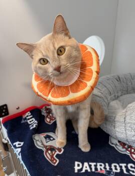 Dot -  American Shorthair Cat for Adoption in Hull, Massachusetts - Dot | PetCurious