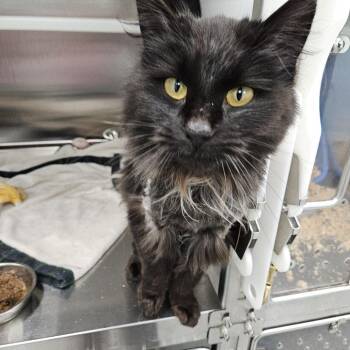 Merida -  Domestic Long Hair Cat Available for Adoption in Clavet, Saskatchewan - Merida | PetCurious