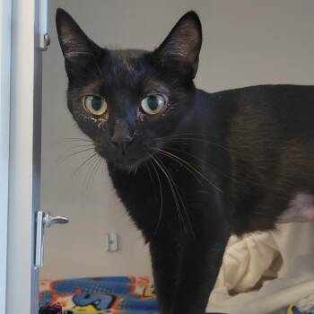 Chai Tea -  Domestic Short Hair Cat for Adoption in Wheeling, Illinois - Chai Tea | PetCurious