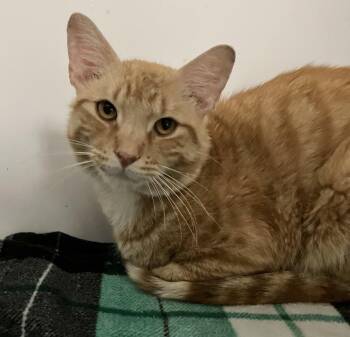 Pablo -  Domestic Short Hair Cat for Adoption in Dublin, Ohio - Pablo | PetCurious