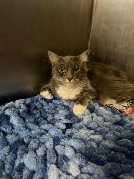 Rescue Domestic Medium Hair Cats for Adoption in Antioch, California - Jeffrey | PetCurious