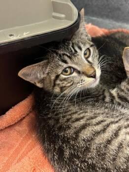 Carmelizer -  Domestic Short Hair Cat for Adoption in Fort Collins, Colorado - Carmelizer | PetCurious