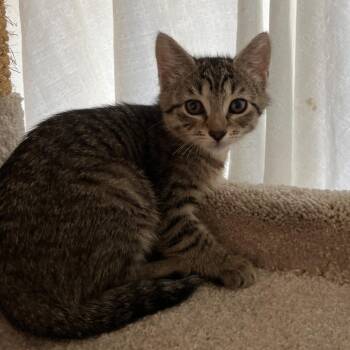 Grayson -  Domestic Short Hair Cat for Adoption in Bedford, New Hampshire - Grayson | PetCurious