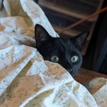 Domestic Short Hair Cats Available for Adoption - Inky 54708 | PetCurious