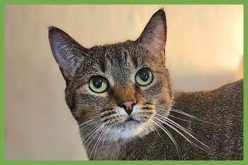 Rescue Domestic Short Hair Cats for Adoption in Amherst, Massachusetts - Coco | PetCurious