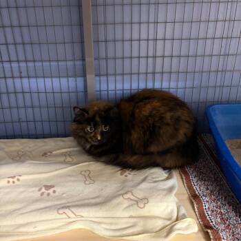 Fluffy -  American Shorthair Cat for Adoption in Tipton, Iowa - Fluffy | PetCurious