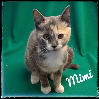 Rescue Domestic Medium Hair Cats for Adoption in El Cajon, California - Mimi | PetCurious