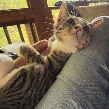 Stitch -  Tabby and Domestic Short Hair Cat for Adoption in Knoxville, Tennessee - Stitch | PetCurious