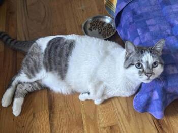 Siamese Cats Available for Adoption in Portland, Oregon - Caine | PetCurious