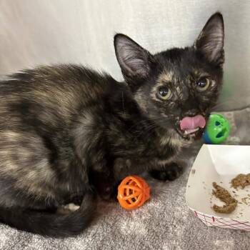 Priya -  Domestic Short Hair Cat for Adoption in Beaumont, Texas - Priya | PetCurious