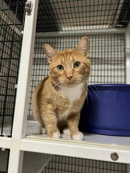 Rescue Domestic Short Hair Cats for Adoption in Burnaby, British Columbia - Pumpkin | PetCurious