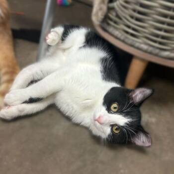 Moo Winnie Moo -  Domestic Short Hair Cat for Adoption in Davenport, Iowa - Moo Winnie Moo | PetCurious