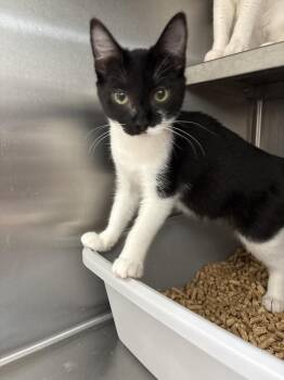 Teal -  Domestic Short Hair Cat for Adoption in Oakdale, California - Teal | PetCurious
