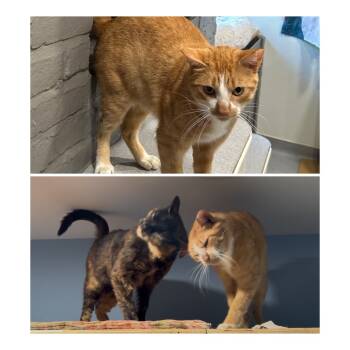 Rescue Domestic Short Hair Cats for Adoption in Oyster Bay, New York - Prince Charming | PetCurious