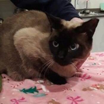 Siamese Cats Available for Adoption - Harmony (Henrietta) | PetCurious